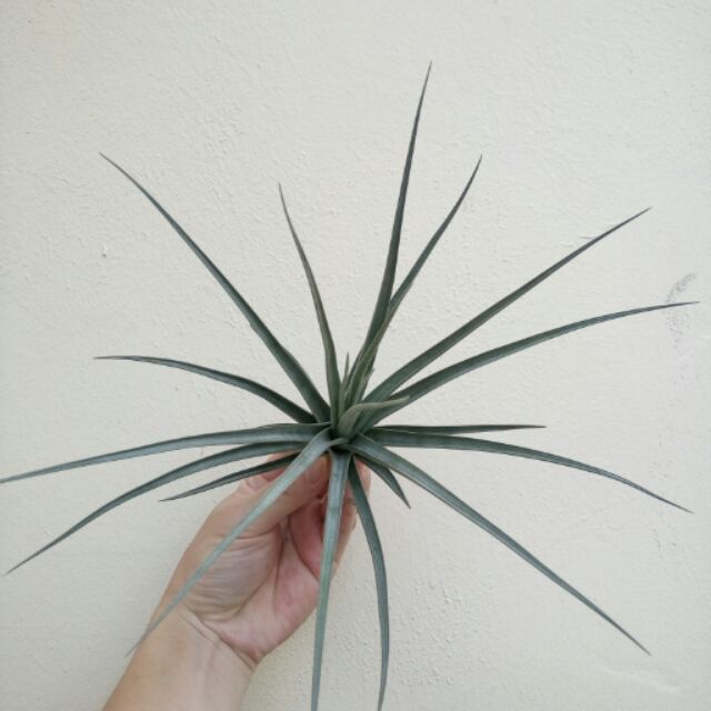 xiphioides x stricta  （太歲空氣鳳梨的賣場）