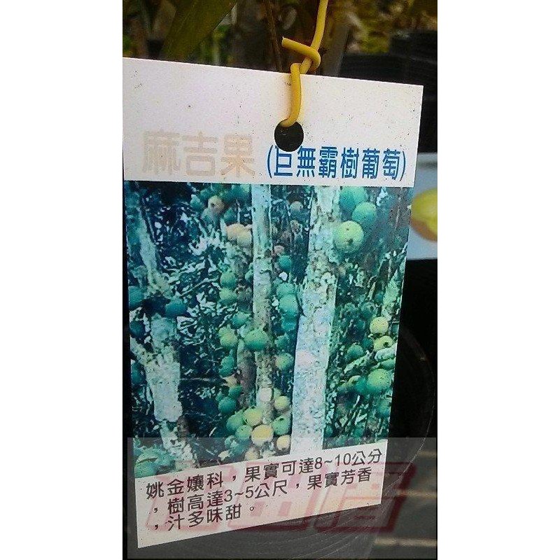 花田厝_水果苗  麻吉果 (巨無霸樹葡萄)  4.5吋盆高20-30cm香甜大果