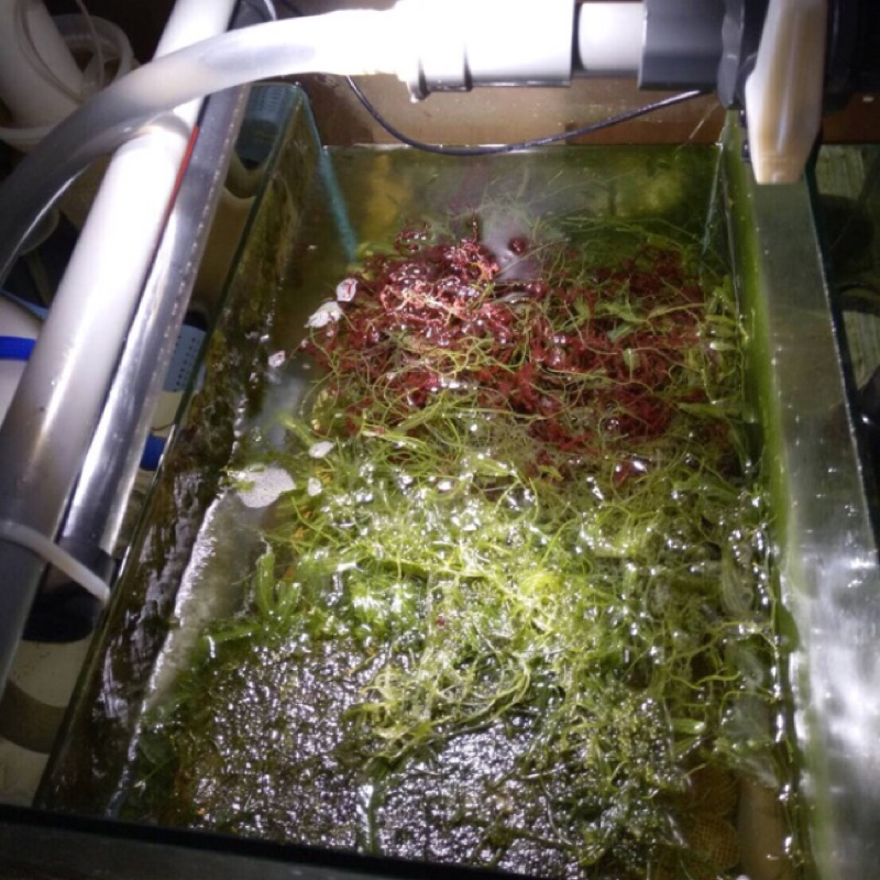 HK-GN全光譜植物燈LED 藻燈 海水缸 水草缸 盆栽植物