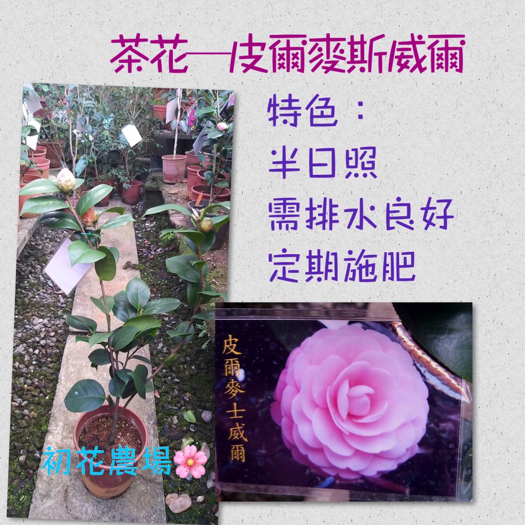 初花農場 茶花 皮爾麥斯威爾 5吋盆 植株過高 超商取貨須修剪不介意在下單 定價360特價330 蝦皮購物