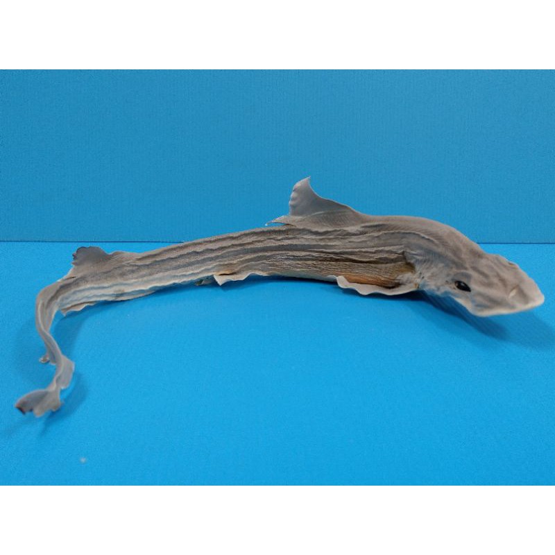 小鯊魚標本 隨機出貨 蝦皮購物