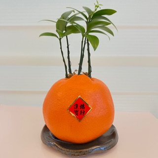 一畝禾 竹柏 大吉大利的橘子 植物 室內盆栽 橘子盆栽 新年植物 日本艾草 盆栽 園藝 盆子