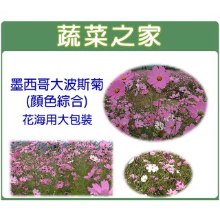 【蔬菜之家滿額免運】墨西哥大波斯菊(顏色綜合)種子花海大包裝(花海種子)