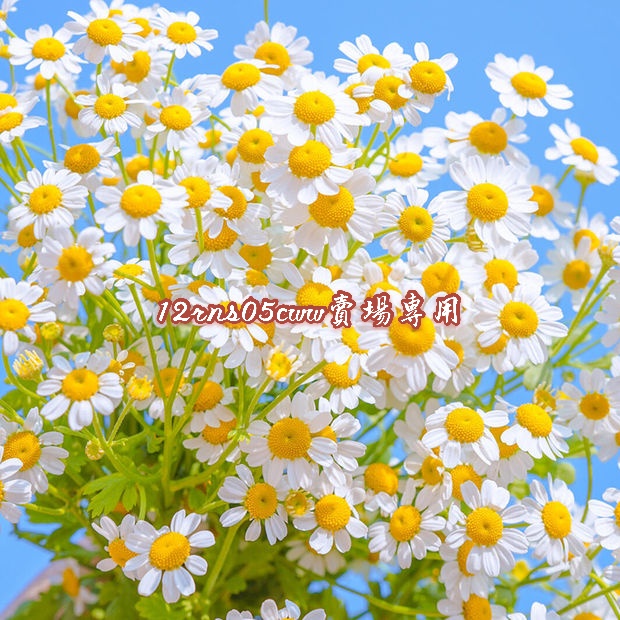 亂菊 優惠推薦 21年10月 蝦皮購物台灣