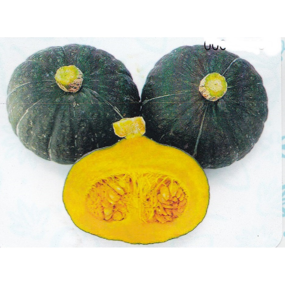 【蔬菜種子S068】大栗南瓜~~栗子南瓜型，果皮黑綠色，果重約2公斤，肉色橙黃，肉質粉Q，播種至採收約95天。