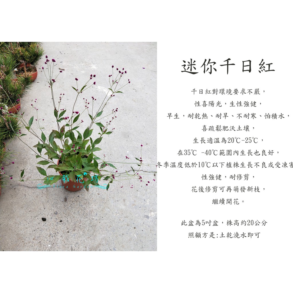 心栽花坊 迷你千日紅 秋冬限定 5吋 觀花植物 綠化植物 售價1特價100 蝦皮購物