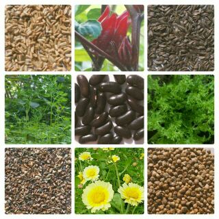 小松菜種子的價格推薦 21年8月 比價撿便宜