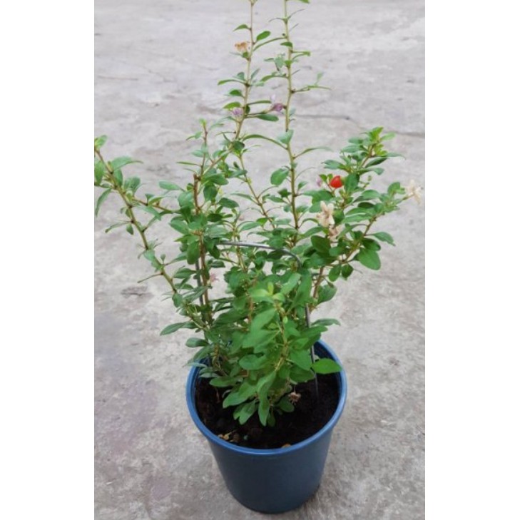花囍園 香草水果苗 枸杞 茄科枸杞屬 果實稱枸杞子 5吋高約25 30cm 售150特價140 蝦皮購物