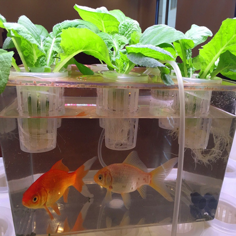 熱銷 家具裝飾品 家庭魚菜共生系統 生態草缸烏龜水族箱 小型透明金魚缸 造景花瓶桌面綠植-Tt