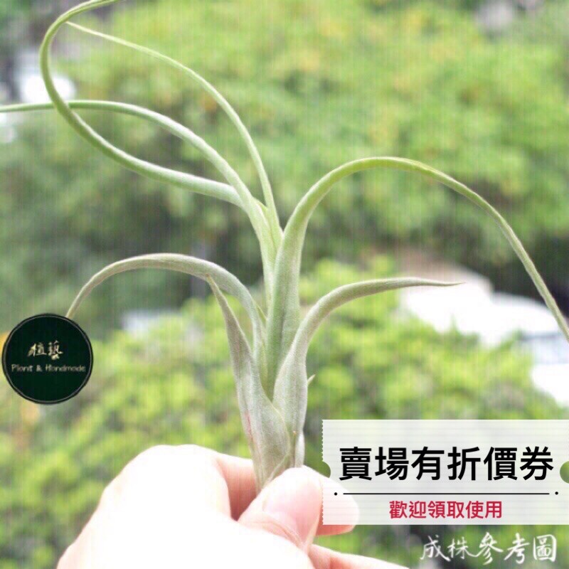 植藝 花中花 花梗芽品種 Tillandsia Intermedia 空氣鳳梨空鳳空氣草鐵蘭花辦公室小物 蝦皮購物