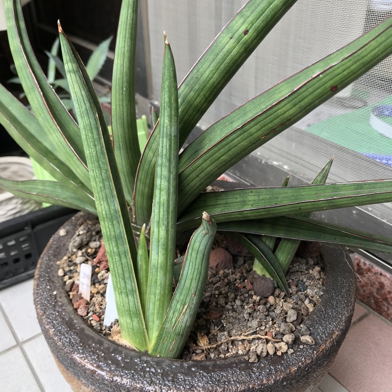 虎尾蘭koko苗售圖三側芽 蝦皮購物