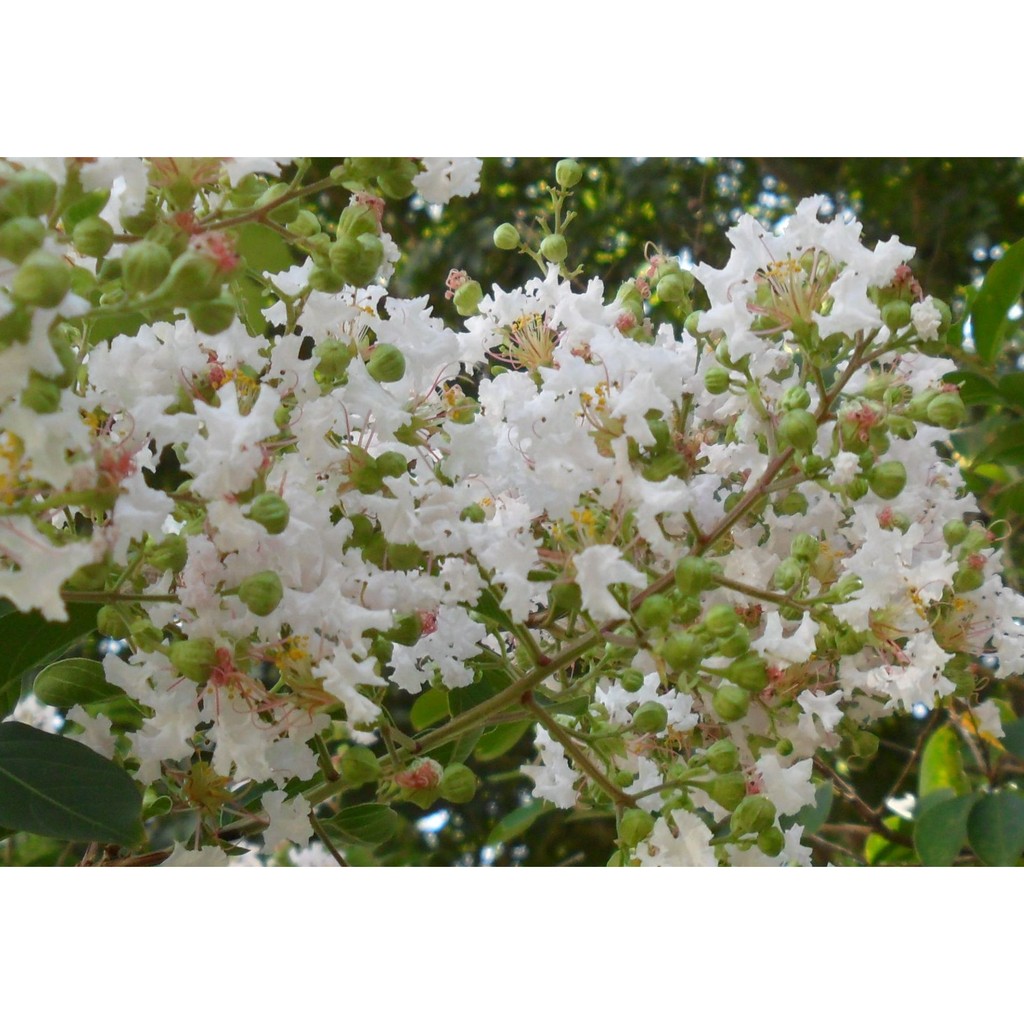 紫葳 紫薇 白色 1盆70元 冬天種苗葉子稀少或無葉子 蝦皮購物