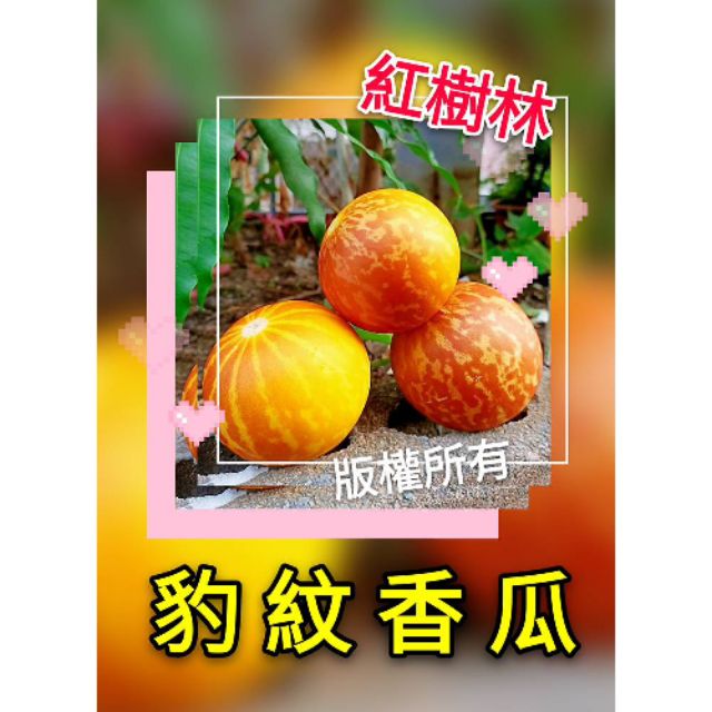 【紅樹林】豹紋香瓜 (種子)~每份15粒