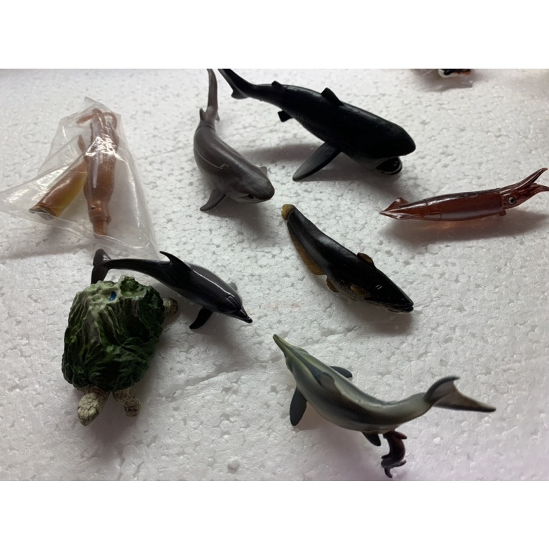 海洋 生物 鯨鯊 鯊魚 瓶蓋 擬真 動物 自然  海洋 烏賊 立體圖鑑 公仔 模型