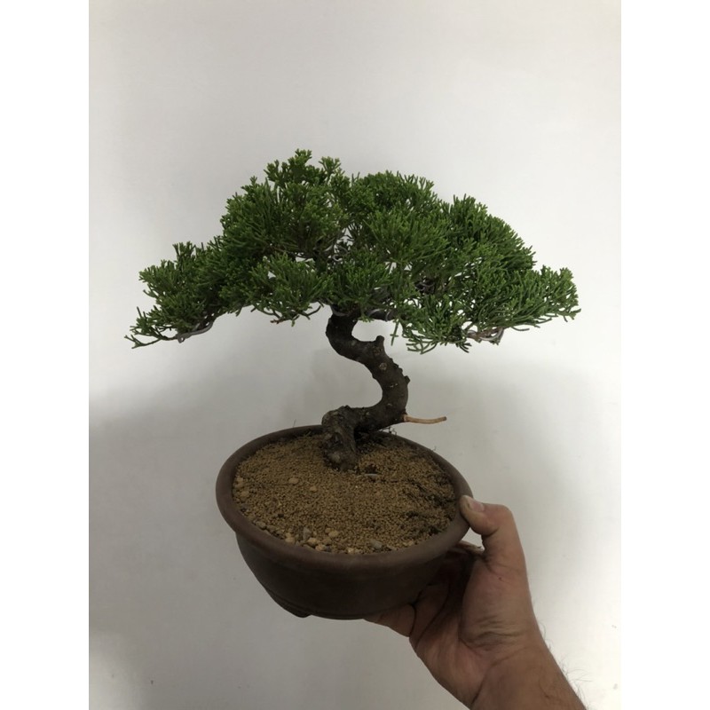 小品盆栽日本 小品系魚川真柏真柏枝棚綿密盆培多年國泰樹形 蝦皮購物