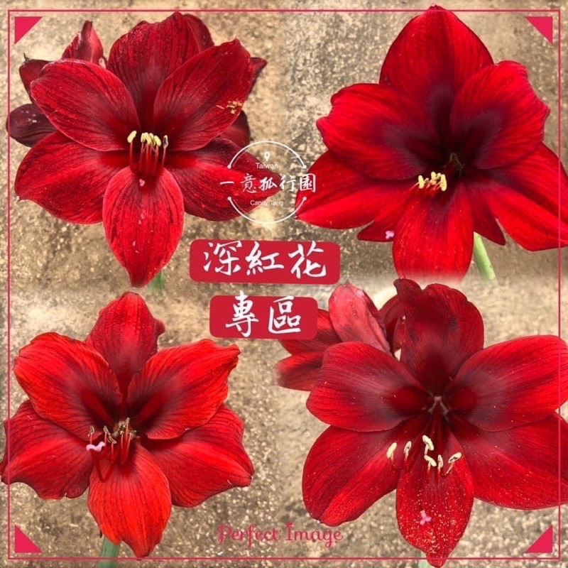 一意孤行園 孤挺花 深紅花系列 限時限量喔 蝦皮購物