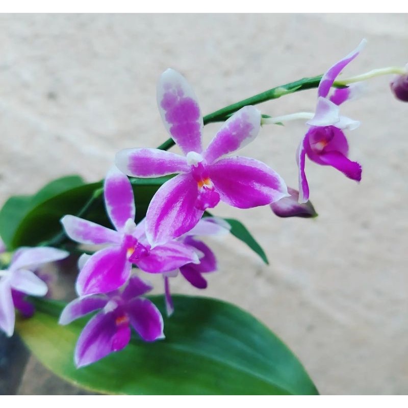 Phal modesta／羞花蝴蝶蘭／花是香檳味很香喔 1.7吋／可跳2.5