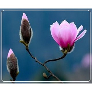辛夷 優惠推薦 21年3月 蝦皮購物台灣