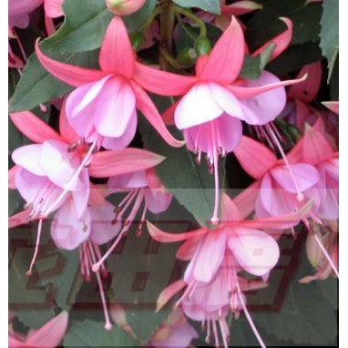 吊鐘花 Ptt Dcard討論與高評價網拍商品 21年8月 飛比價格