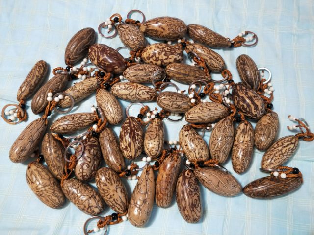 菩提子 真正的種子 5顆100 蝦皮購物