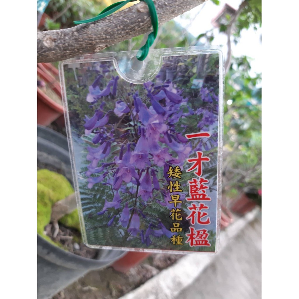 花花世界 喬木 一才藍花楹 矮性早花品種 紫雲木 巴西紫葳 非洲紫葳花 8吋盆 高30 50cm Ma 蝦皮購物