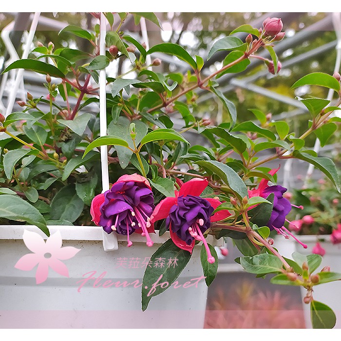 吊鐘花 拍賣與ptt推薦商品 21年2月 飛比價格