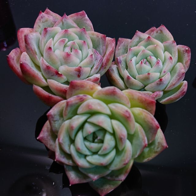 多肉植物水晶玫瑰單朵無根 蝦皮購物