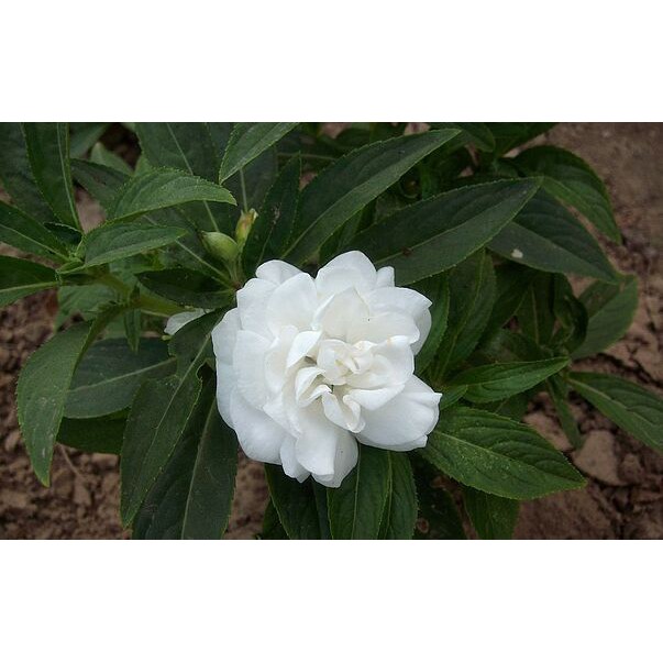 鳳仙花種子指甲花種子指甲花鳳仙種子花卉種子 農產種子郵購讚 蝦皮購物