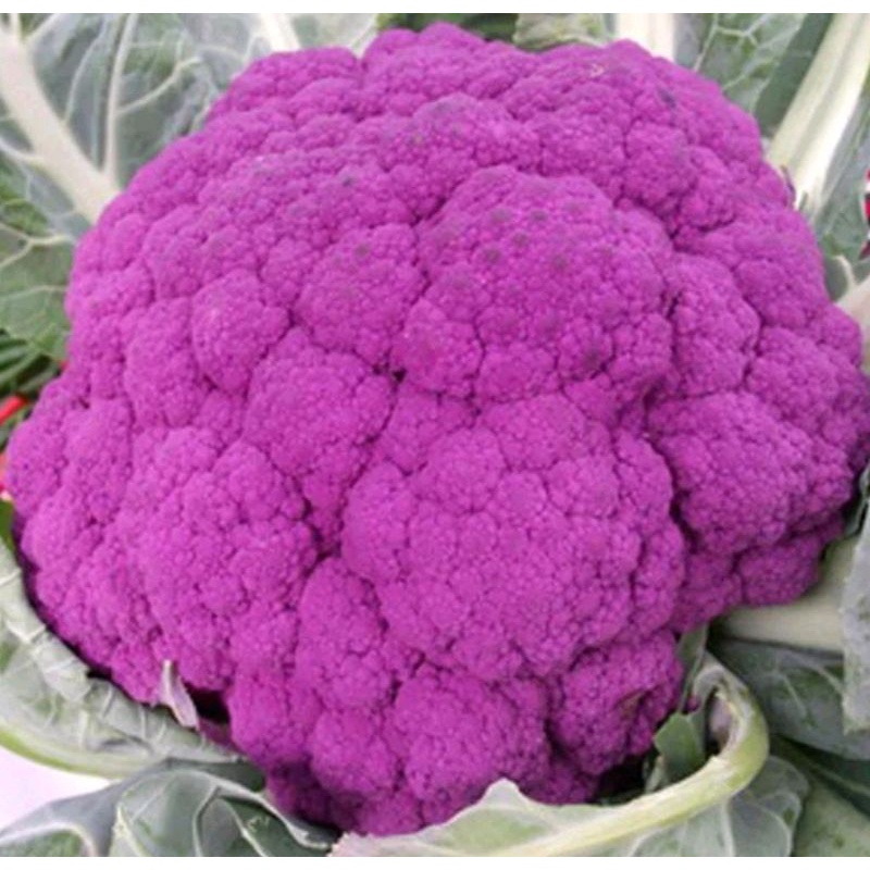 紫花椰菜種子（1份）