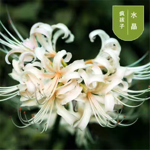彼岸花球根的價格推薦 21年10月 比價比個夠biggo