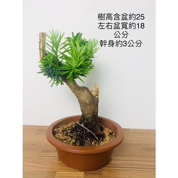 盆栽羅漢松的價格推薦第10 頁 21年7月 比價比個夠biggo