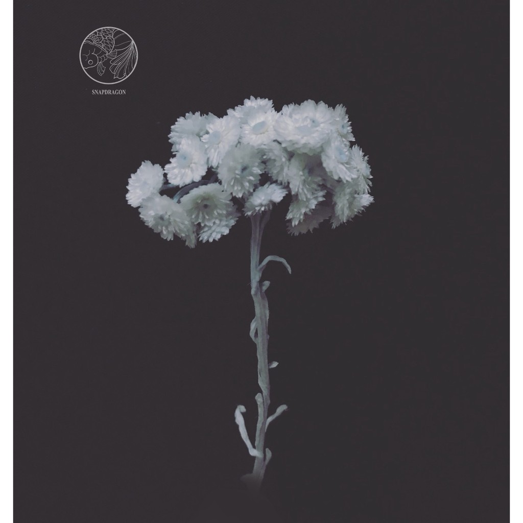 乾燥花卡片 Ptt討論與高評價網拍商品 21年8月 飛比價格