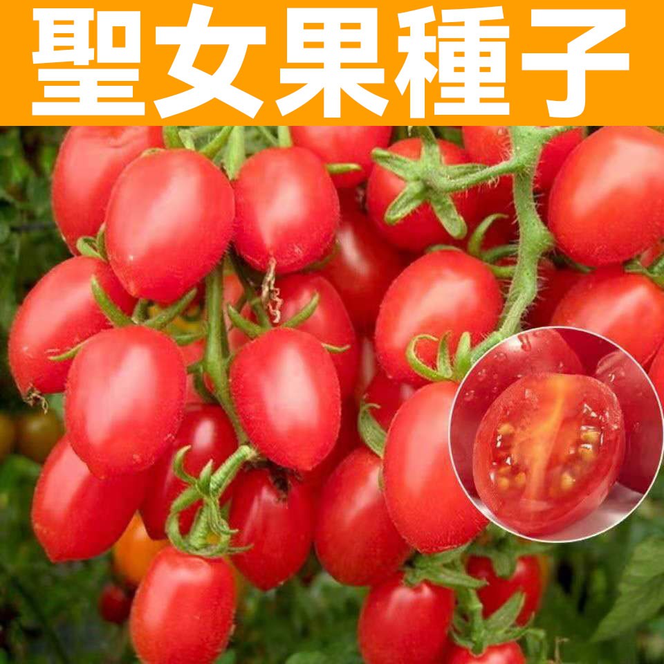 【聖女果種子】紅聖女果種子 黃聖果種子 臺灣千禧聖女果種子 小番茄種子 蔬菜種子