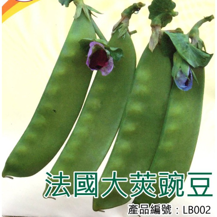 醬米資材 Diy種子栽種成就滿滿 法國大莢豌豆 蝦皮購物