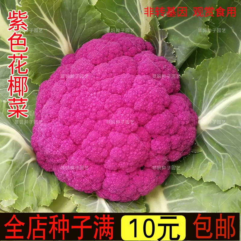 蟲蟲菜園 紫菜花紫花菜種子紫色花椰菜紫西蘭花種籽春秋播大田盆栽蔬菜種孑 蝦皮購物