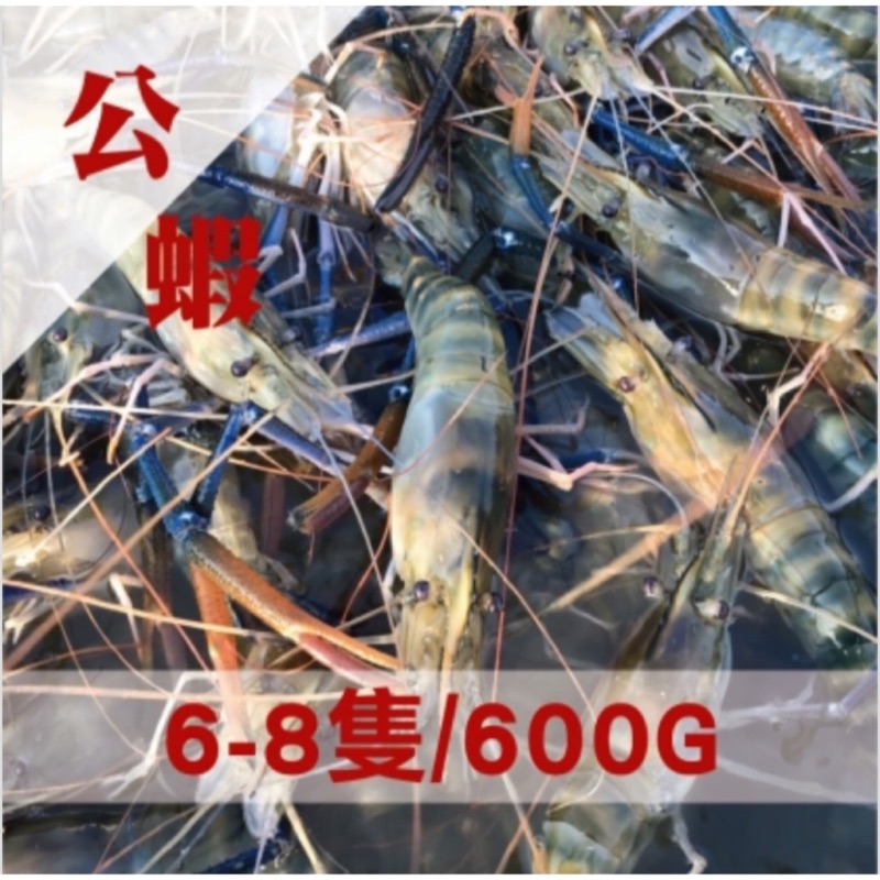 產地直售新鮮泰國蝦-公蝦