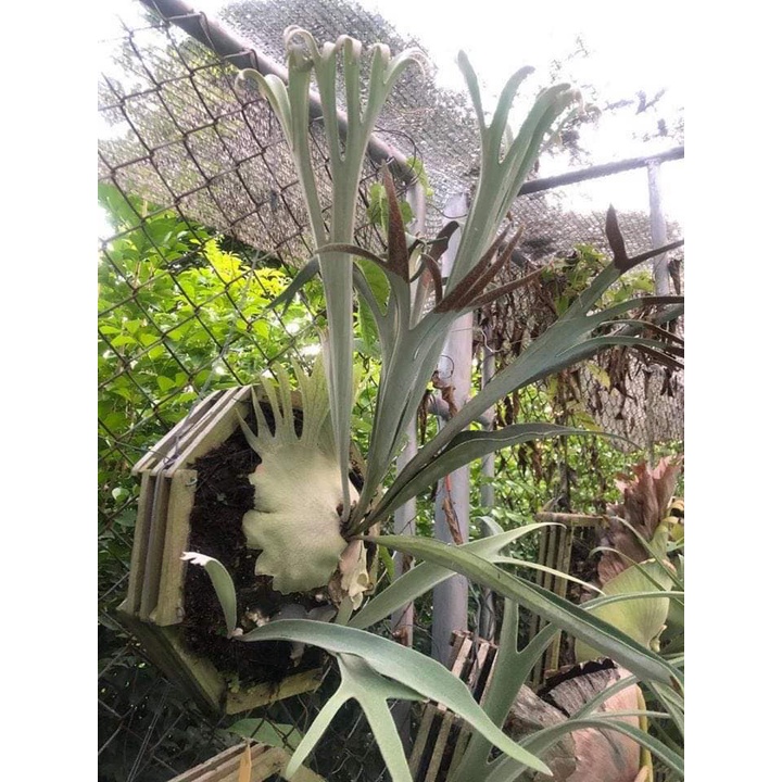 High Shield ビカクシダ 植物 | filmekimi.iksv.org