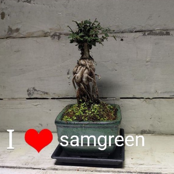 【samgreen♥️榆樹造型盆栽🌳】3.5吋盆（花器隨機出貨）＋黑方水盤/室外盆栽/窗檯植栽