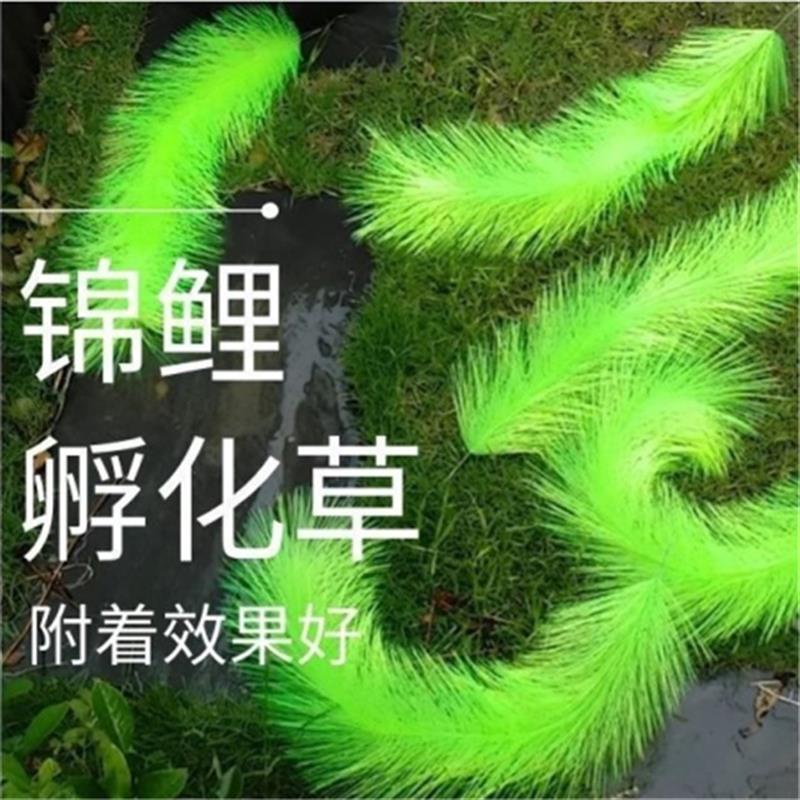 魚卵孵化毛刷的價格推薦 22年10月 比價比個夠biggo