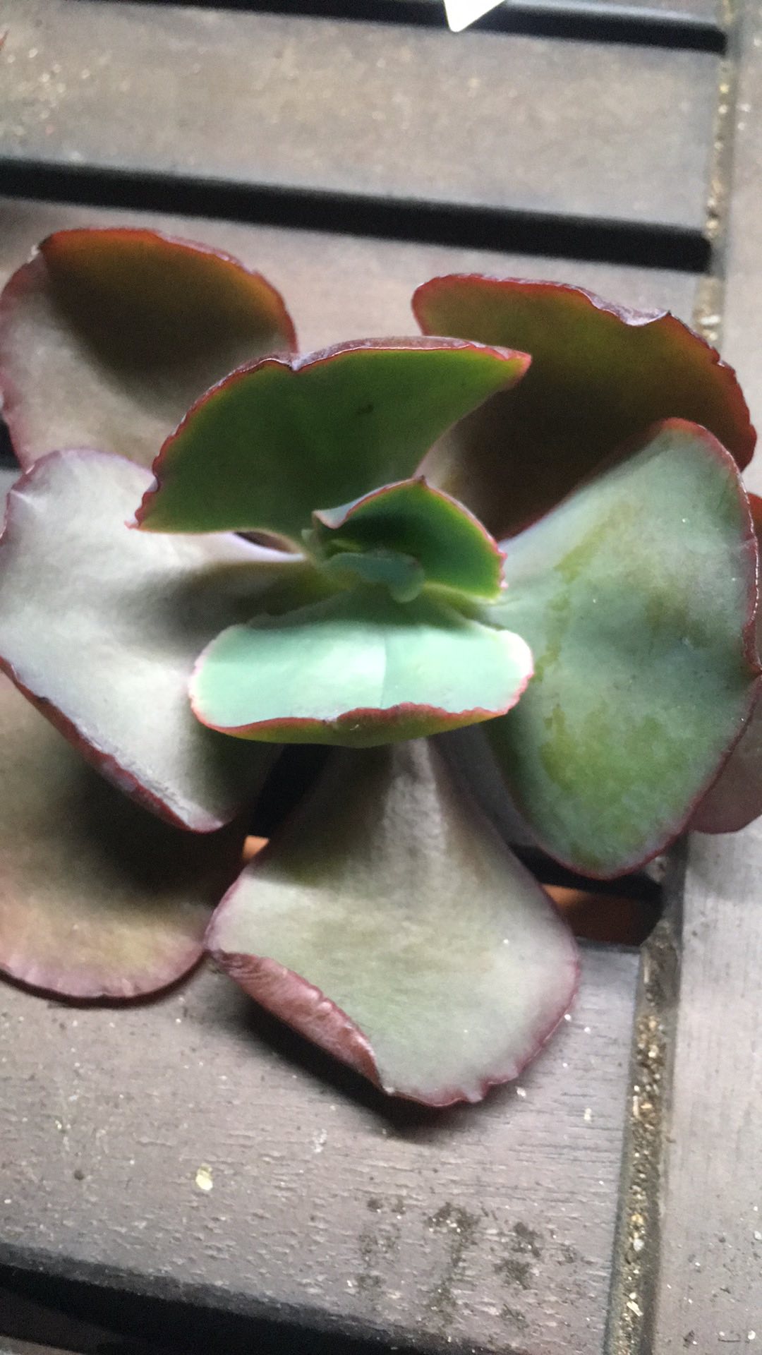 Sandra Garden 赤色風暴 捲肉多肉植物盆栽造景美化環境 蝦皮購物