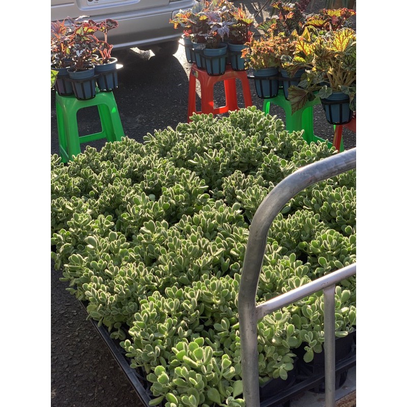 麗加蘭園 多肉植物 五寸盆 熊童子 綠熊 脫盆寄 熊本身易掉葉不影響植株健康 介意掉葉者勿下 蝦皮購物