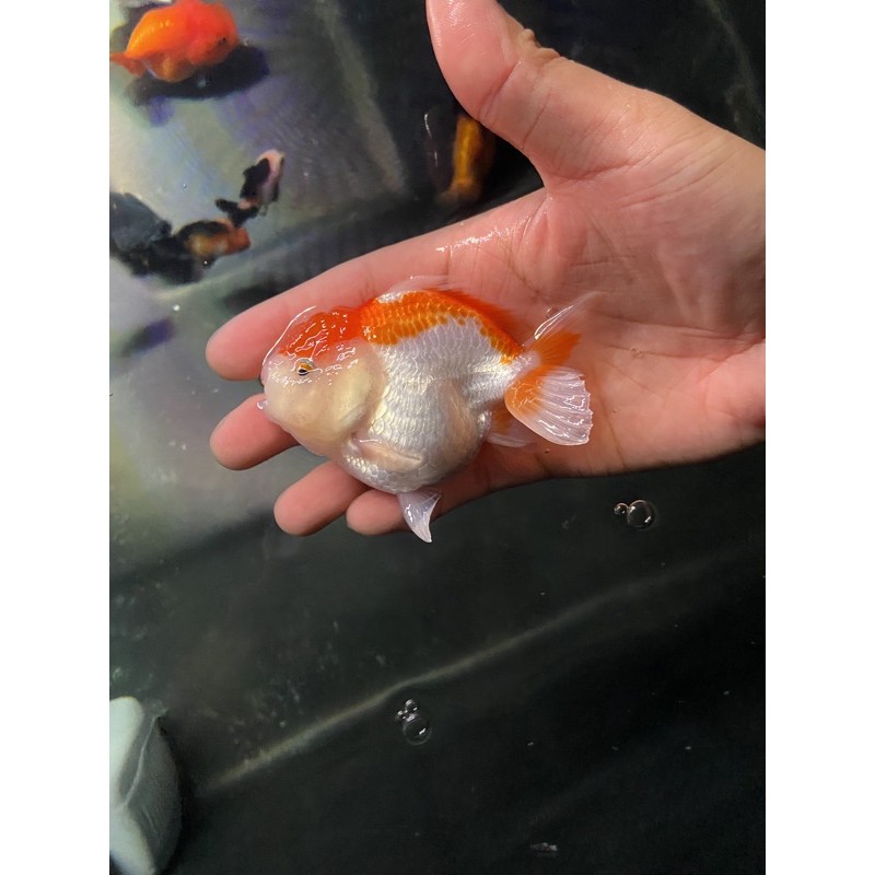 老柯金魚水族用品批發 蝦皮購物