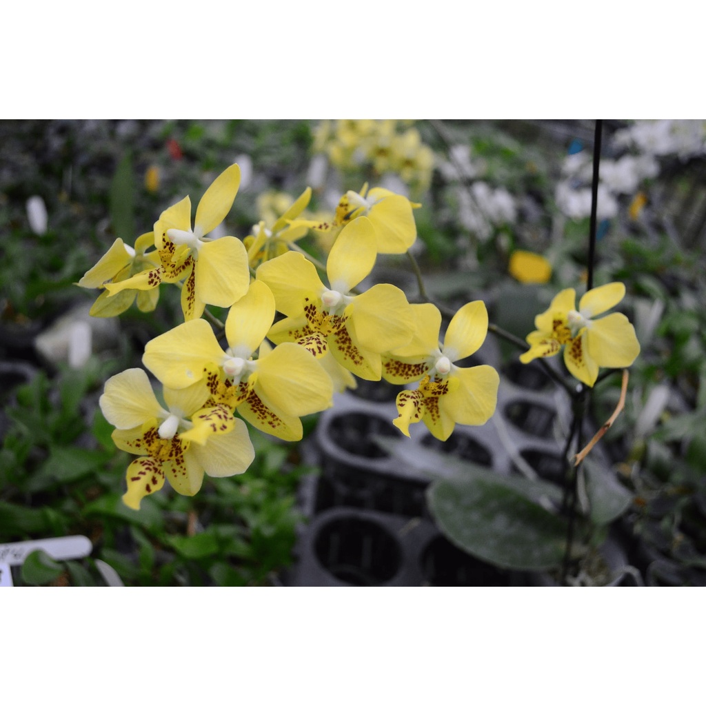 Phalaenopsis stuartiana var. nobilis x sib 2.5"盆