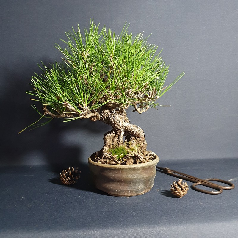 中品盆栽 丸柴燒盆型 黑松11cm 松菓先生 蝦皮購物