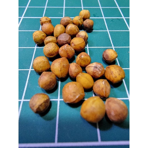 裂欖 芬芳橄欖 Bursera fagaroides 種子