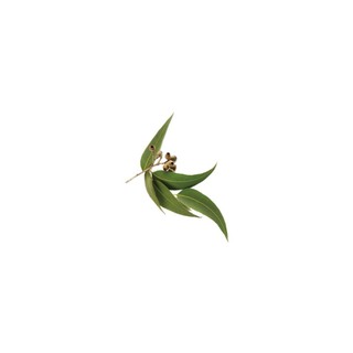 藍膠尤加利精油 Eucalyptus Blue Gum Essential Oil 純精油 植物草本純精油-