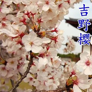 仿真花樹 正宗日本櫻花樹苗櫻花小苗南北方庭院地栽盆栽花樹園林植物風景樹 4月19日發完 蝦皮購物