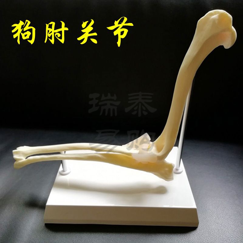 仿真動物 狗骨肘關節模型仿真骨手術演示器材動物家禽犬標本脊柱腿骨獸醫 蝦皮購物