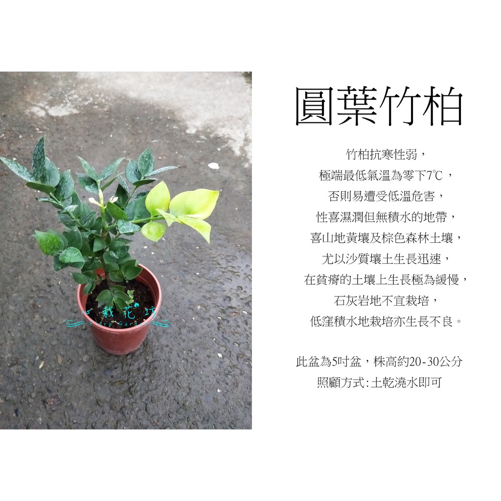 心栽花坊-圓葉竹柏/5吋盆/綠化環境/綠籬植物/售價250特價200