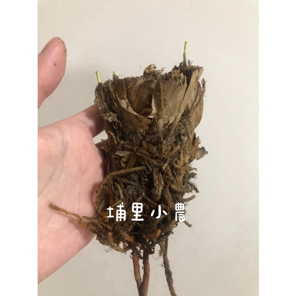 埔里 茭白筍苗 美人腿苗 自行培育種